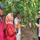 GPEI Jatim Dorong Petani Kakao Genjot Produktivitas
