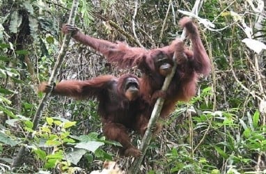 Kaltim Siapkan KEE Wehea-Kelay Jadi Landasan Program Pembangunan Hijau