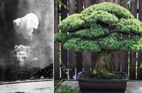 Kisah Bonsai Berusia Hampir 400 Tahun yang Selamat…