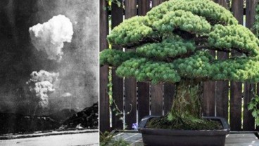 Kisah Bonsai Berusia Hampir 400 Tahun yang Selamat dari Ledakan Bom Hiroshima