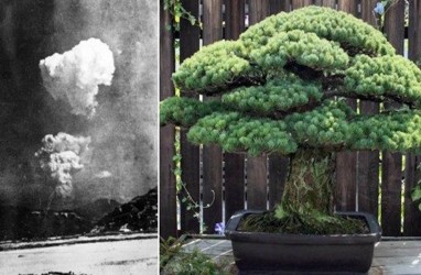 Kisah Bonsai Berusia Hampir 400 Tahun yang Selamat dari Ledakan Bom Hiroshima