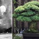 Kisah Bonsai Berusia Hampir 400 Tahun yang Selamat dari Ledakan Bom Hiroshima