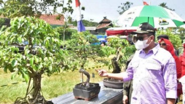 Sumedang Jadi Gudang Tanaman Bonsai, Sekali Terjual Bisa Bernilai Puluhan Juta