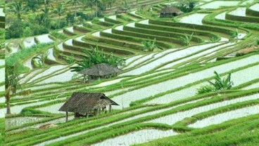 Sawah Organik di Bali Diperluas, Begini Capaiannya