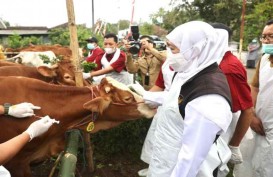 Revaksinasi PMK Jatim Sudah Capai 635.050 Dosis