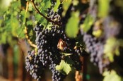 Beragam Manfaat Buah Anggur untuk Kesehatan