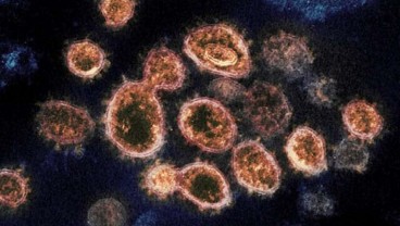 Fakta-fakta Virus Langya, yang Baru Ditemukan di China