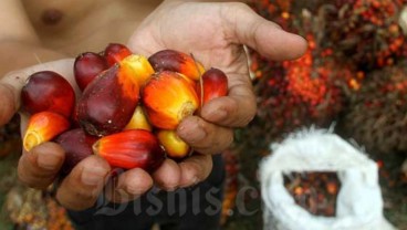 Prospek Saham Astra Agro (AALI) Berkelit dari Dinamika Regulasi dan Produktivitas Rendah