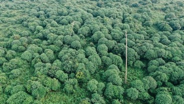 Saratoga (SRTG) Gandeng Forest Carbon Ekspansi Hijau, Saham Ijo Royo-royo