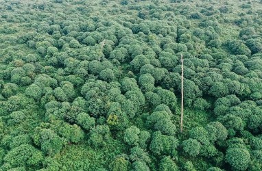 Saratoga (SRTG) Gandeng Forest Carbon Ekspansi Hijau, Saham Ijo Royo-royo