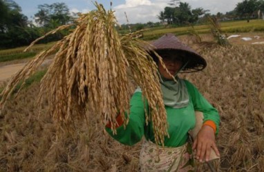 FAO Apresiasi RI Capai Swasembada Beras di Tengah Ancaman Krisis Pangan