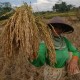FAO Apresiasi RI Capai Swasembada Beras di Tengah Ancaman Krisis Pangan