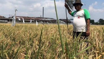 Hebat! Petani di Cirebon Temukan Padi Varietas Baru, Masa Tanam Lebih Singkat