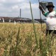 Hebat! Petani di Cirebon Temukan Padi Varietas Baru, Masa Tanam Lebih Singkat