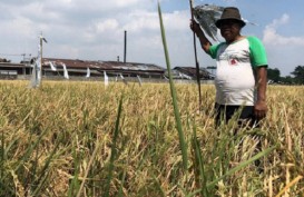 Hebat! Petani di Cirebon Temukan Padi Varietas Baru, Masa Tanam Lebih Singkat