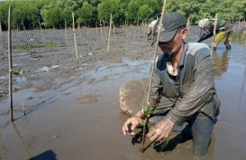 Potensi Mangrove Rusak di Sulsel Mencapai 22.550,9 Ha
