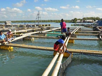 Keramba Jaring Apung di Danau Maninjau Bakal Ditarik, Gubernur: Sudah Over Capacity