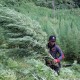 Bareskrim Berhasil Temukan dan Musnahkan 25 Hektare Ladang Ganja di Aceh