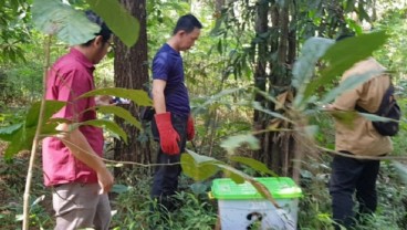 Taman Nasional Gunung Ciremai Lepas Liarkan Kukang Jawa Temuan Warga