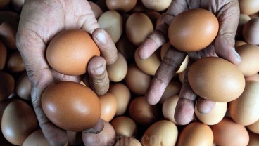 Astaga! Harga Telur Ayam Melambung Nyaris Rp31.000 per Kg