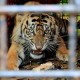 Pekerja Tewas Diterkam Harimau, BBKSDA Riau Turunkan Tim