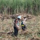 Holding Perkebunan Nusantara Targetkan Swasembada Gula Pada 2026