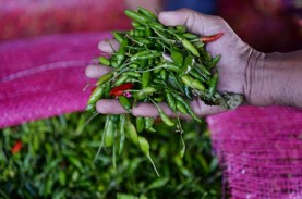 Harga Cabai Turun, Cabai Rawit Hijau Masih 'Pedas'