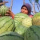 Jelajah Agri Pupuk Kaltim 2022, Potensi Besar Bisnis Perkebunan RI