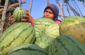 Jelajah Agri Pupuk Kaltim 2022, Potensi Besar Bisnis Perkebunan RI