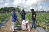 Jelajah Agri Pupuk Kaltim 2022, Tips Menanam Melon dan Semangka agar Panen Optimal