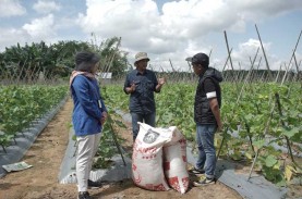 Jelajah Agri Pupuk Kaltim 2022, Tips Menanam Melon…
