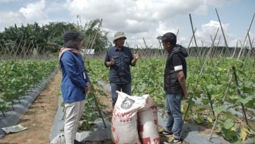 Jelajah Agri Pupuk Kaltim 2022, Tips Menanam Melon dan Semangka agar Panen Optimal