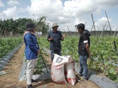 Jelajah Agri Pupuk Kaltim 2022, Tips Menanam Melon dan Semangka agar Panen Optimal