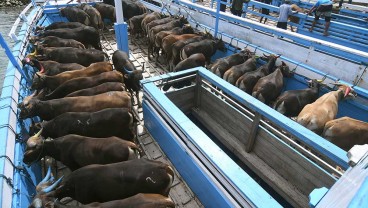 Waduh Data Produksi Daging Sapi Nasional Disebut Tidak Valid!