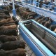 Waduh Data Produksi Daging Sapi Nasional Disebut Tidak Valid!