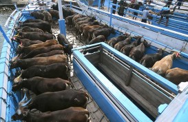 Waduh Data Produksi Daging Sapi Nasional Disebut Tidak Valid!