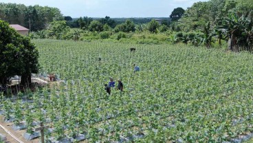 Jelajah Agri Pupuk Kaltim 2022, Pupuk NPK Pelangi Terbukti Menguntungkan Petani Melon dan Semangka di Marangkayu