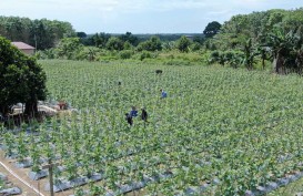 Jelajah Agri Pupuk Kaltim 2022, Pupuk NPK Pelangi Terbukti Menguntungkan Petani Melon dan Semangka di Marangkayu