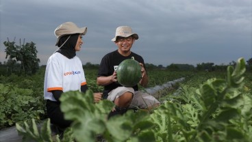 Jelajah Agri Pupuk Kaltim 2022, Potensi Tanaman Hortikultura di Kaltim Masih Terbuka Lebar