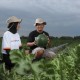 Jelajah Agri Pupuk Kaltim 2022, Potensi Tanaman Hortikultura di Kaltim Masih Terbuka Lebar