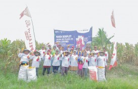 Buktikan Kualitas NPK Pelangi JOS, Produktivitas Jagung Lampung Selatan Naik 41 Persen