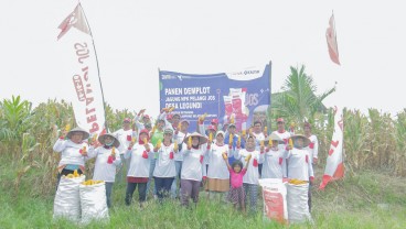 Buktikan Kualitas NPK Pelangi JOS, Produktivitas Jagung Lampung Selatan Naik 41 Persen