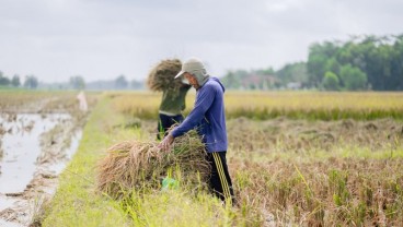 Jelajah Investasi Sumsel: Menengok Sentra Pertanian di Belitang, Bersiap Tiga Kali Tanam Padi