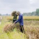 Jelajah Investasi Sumsel: Menengok Sentra Pertanian di Belitang, Bersiap Tiga Kali Tanam Padi