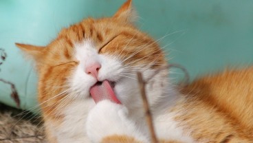Simak 6 Nama Kucing Jantan yang Keren, Unik dan Penuh Arti