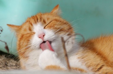 Simak 6 Nama Kucing Jantan yang Keren, Unik dan Penuh Arti