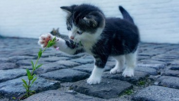 Ini 9 Nama Kucing Betina yang Menggemaskan, dan Artinya