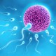 Sperma Berkualitas Jadi Kunci Terjadinya Kehamilan