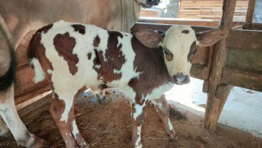 Dua Ekor Sapi Belgian Blue Hasil Inseminasi Buatan Lahir di Cirebon