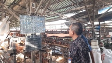 KPPU Telusuri Penyebab Harga Telur Ayam Naik, Ini Hasilnya